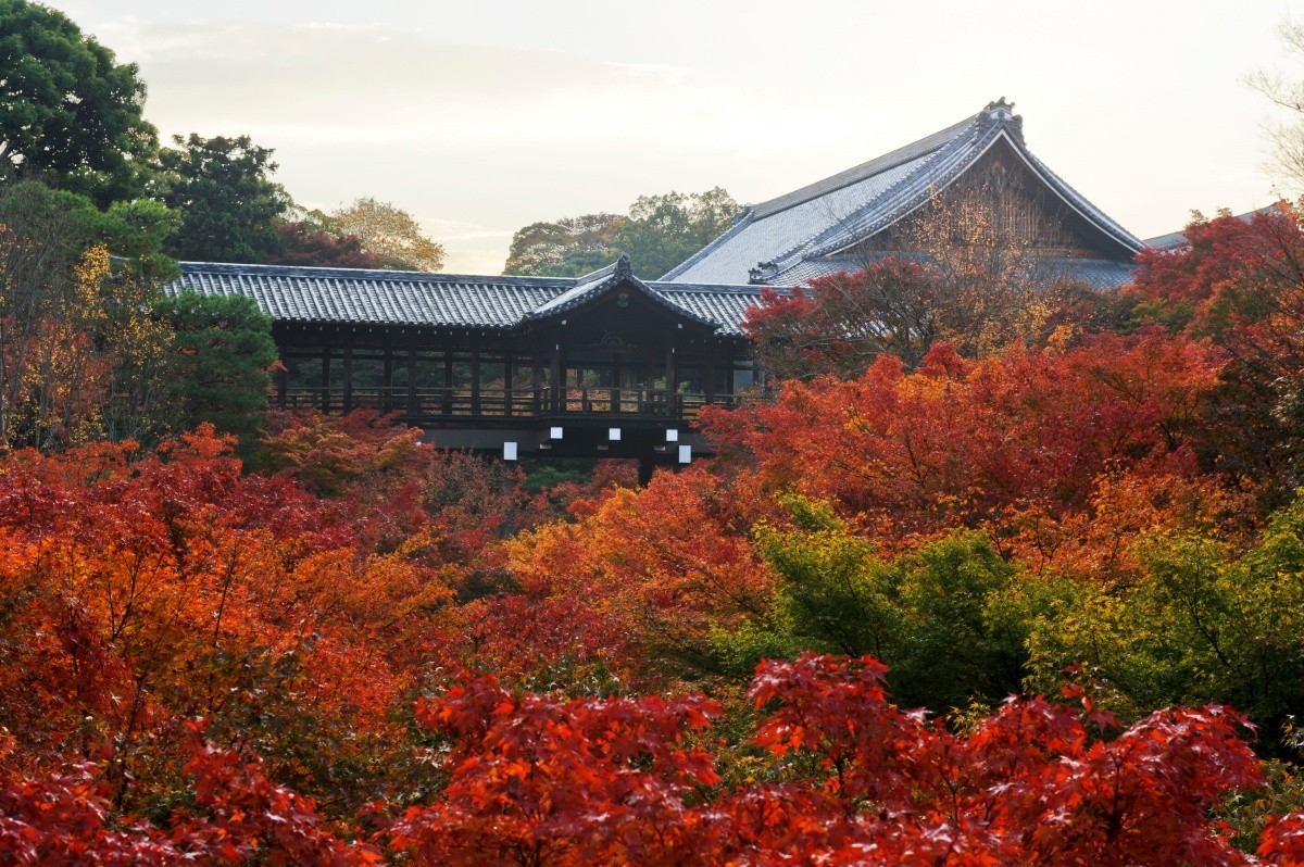 去京都東福寺欣賞楓紅美景